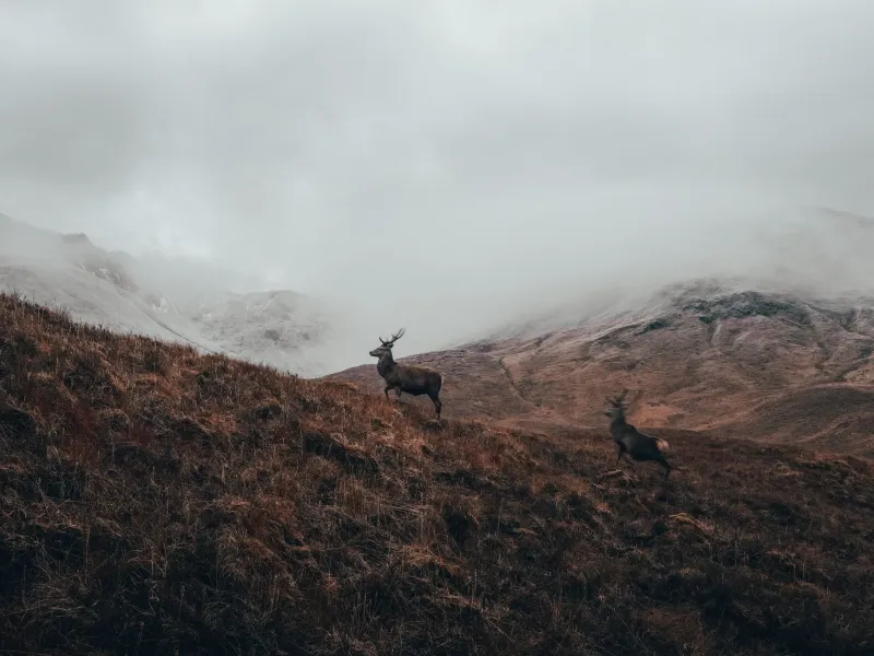 Dead Air: The Acoustic Science That Explains Why Your Buck Never Flinched