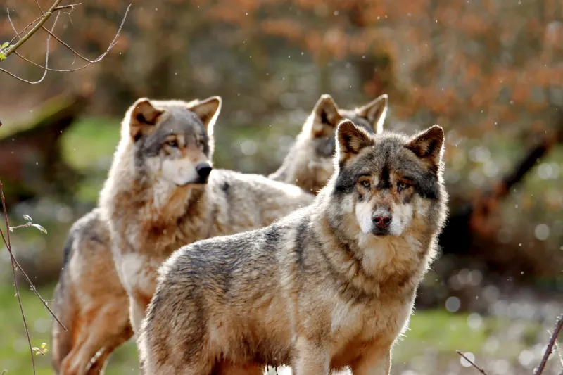 Hunt Like a Wolf: The Predator Instincts Elite Shooters Are Stealing from Nature
