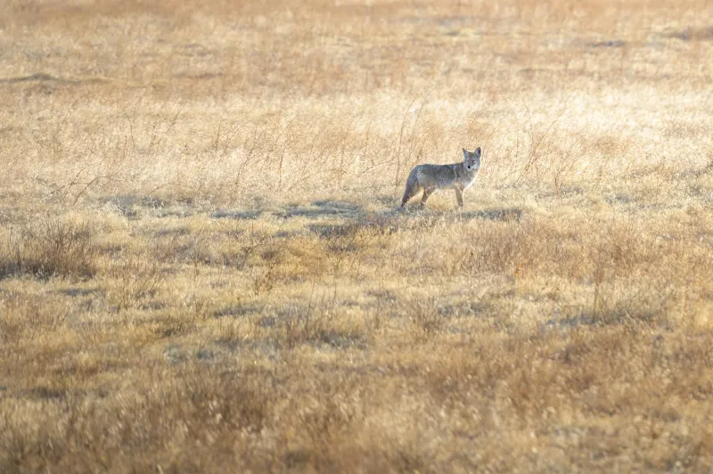 Hunting After Dark: The Night Vision and Thermal Revolution That's Splitting the Hunting World in Two