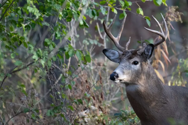 Slow and Deadly: The Surprising Case for Subsonic Hunting Loads
